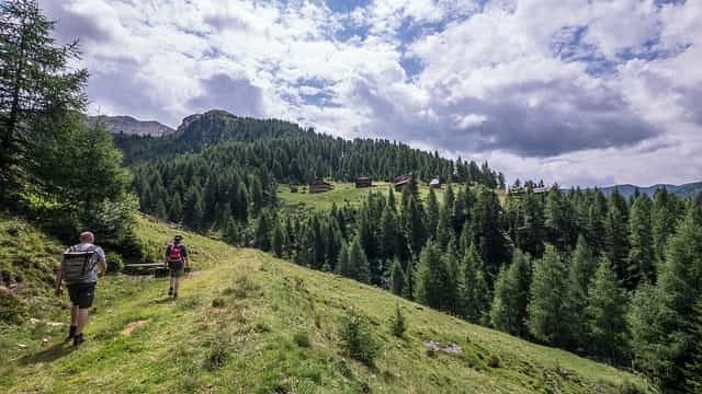 natur, berg, baum