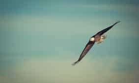 eagle-1029908_1280 Was sind Trends im Tourismus?