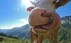 Das richtige Verhalten mit Kühen auf der Alm Richtiges Verhalten bei Wanderungen auf Almen mit Kühen