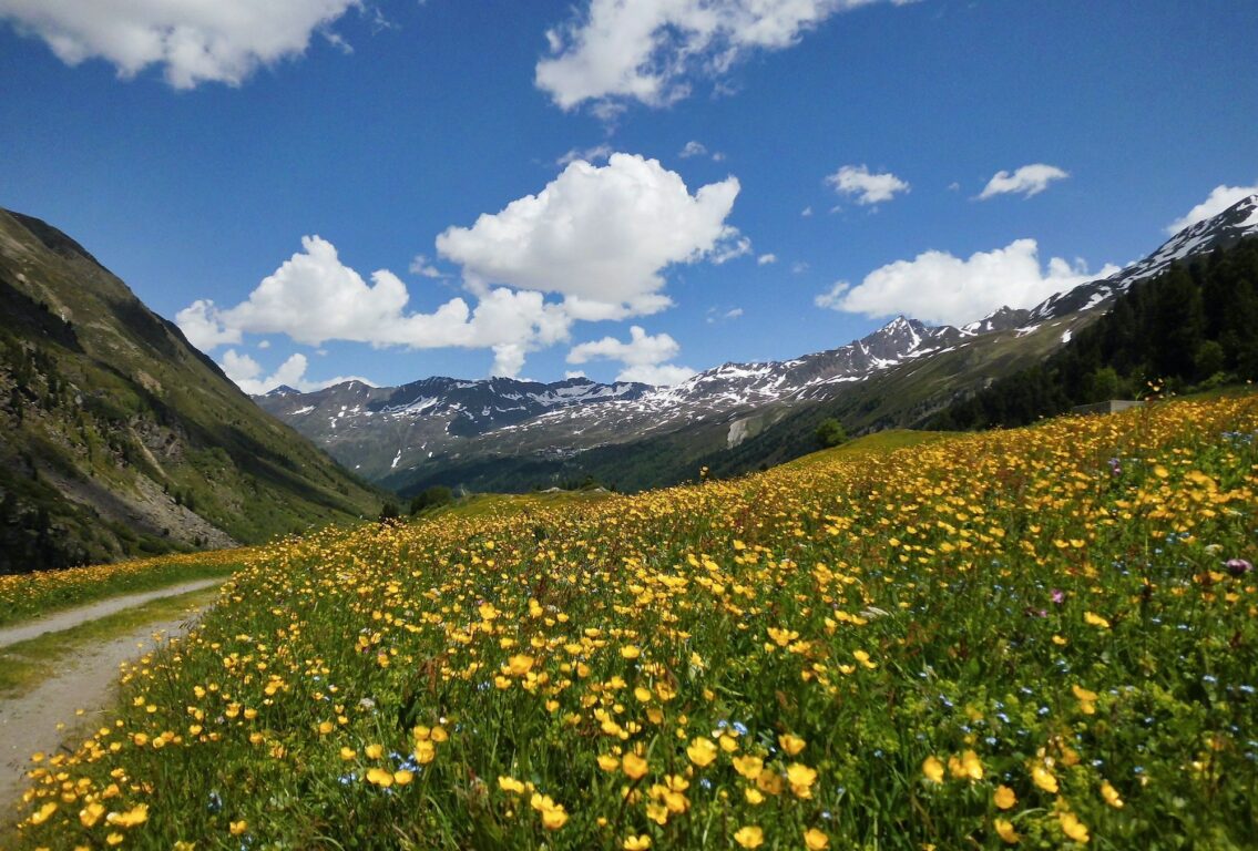 Spring in the Ötztal flowering meadows near Obergurgl on the way to the Ötztal glacier