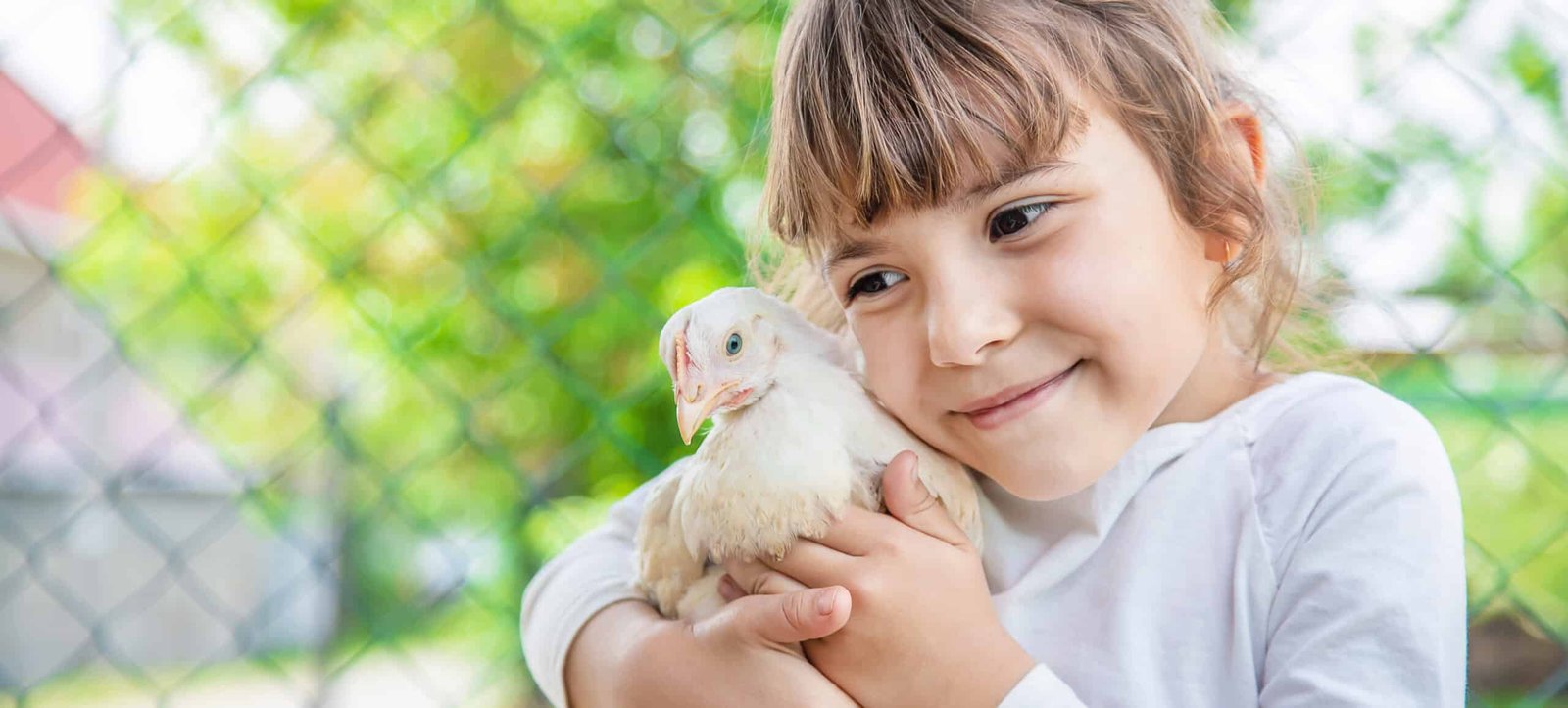 Bio chickens on a home farm a children.