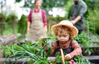 Small girl with parents gardening on farm, growing organic vegetables