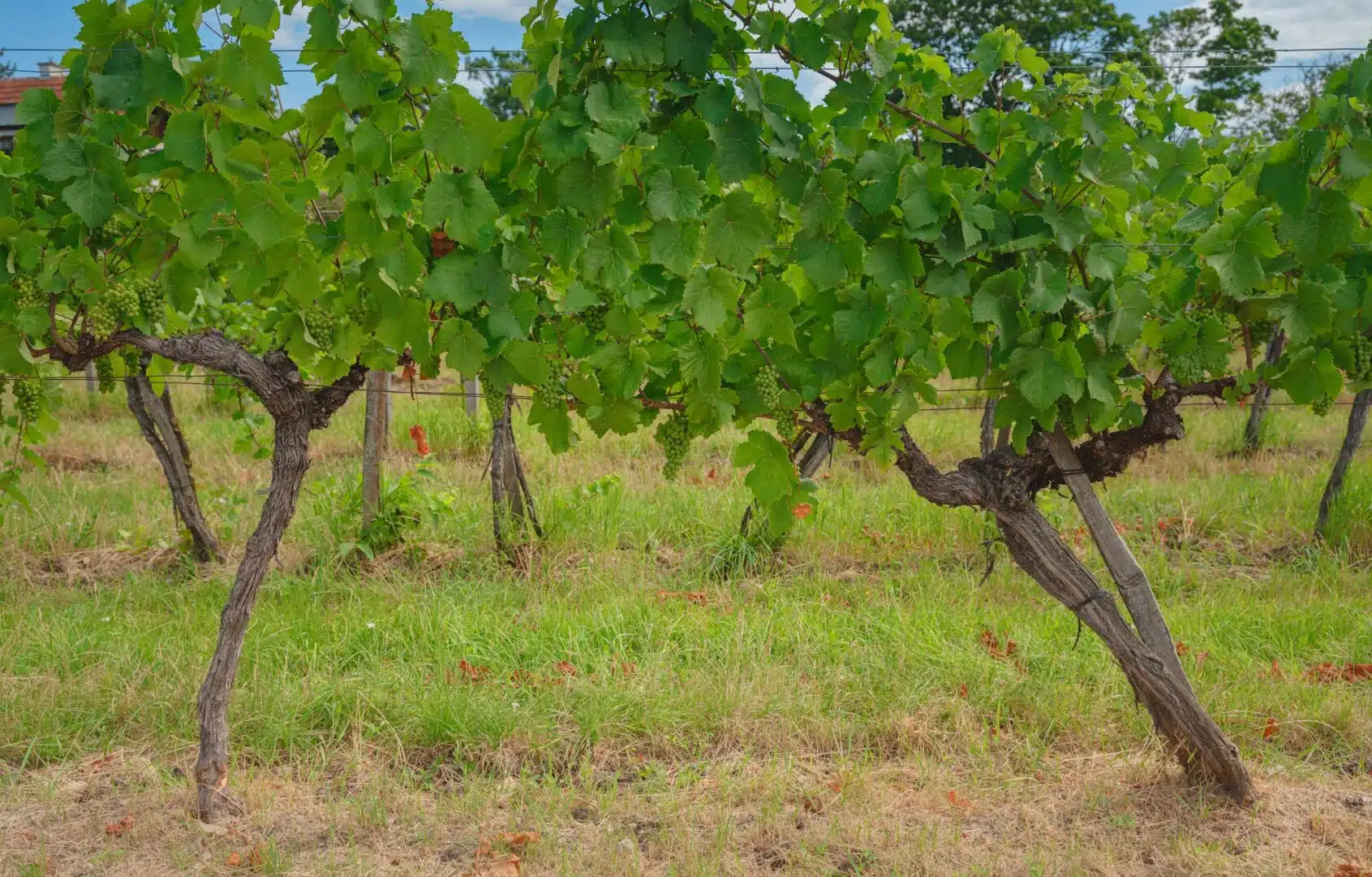 Weinreben im Burgenland