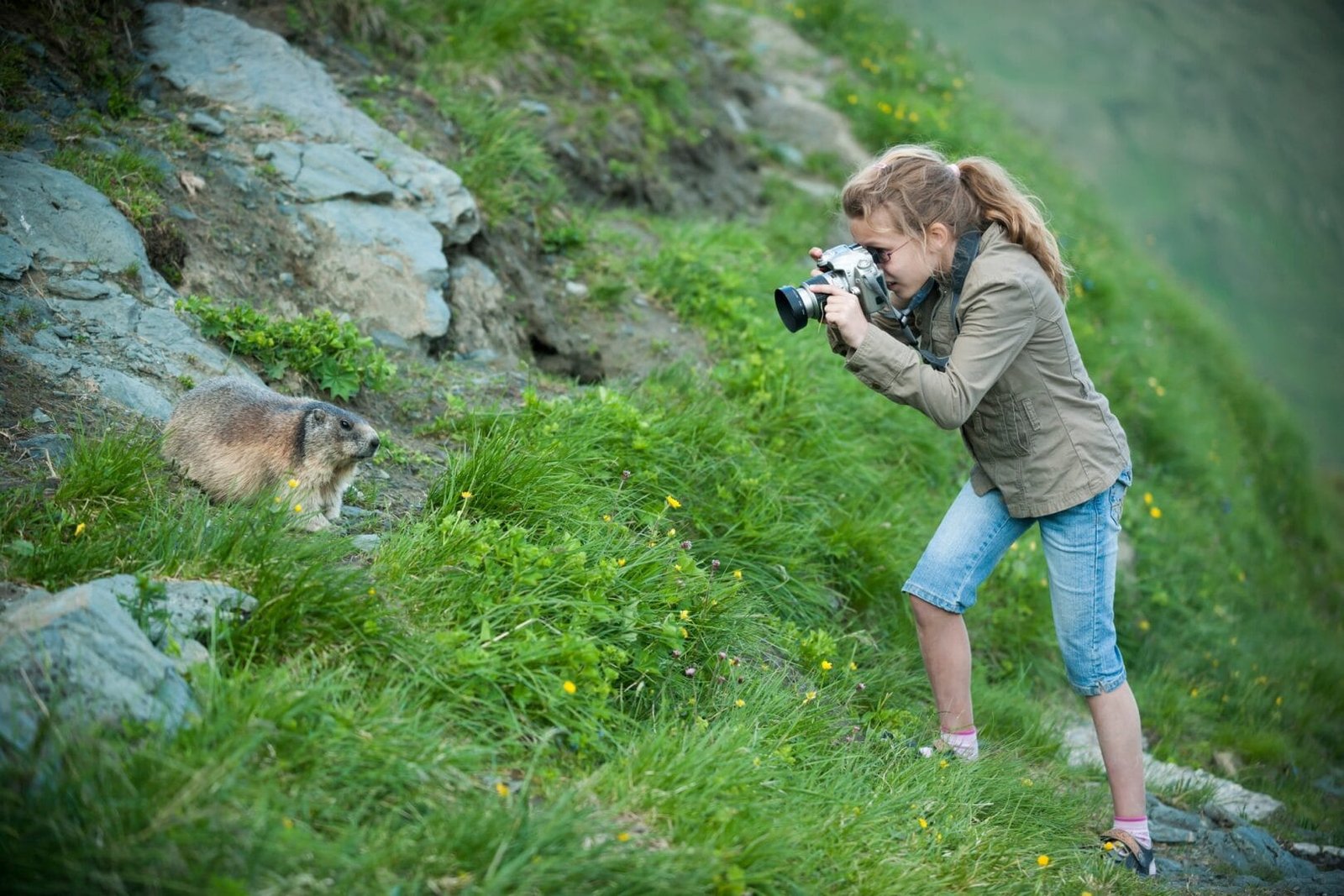 Austria, Carinthia, Kaiser-Franz-Josefs-Hoehe, girl photographing alpine marmot (marmota marmota)