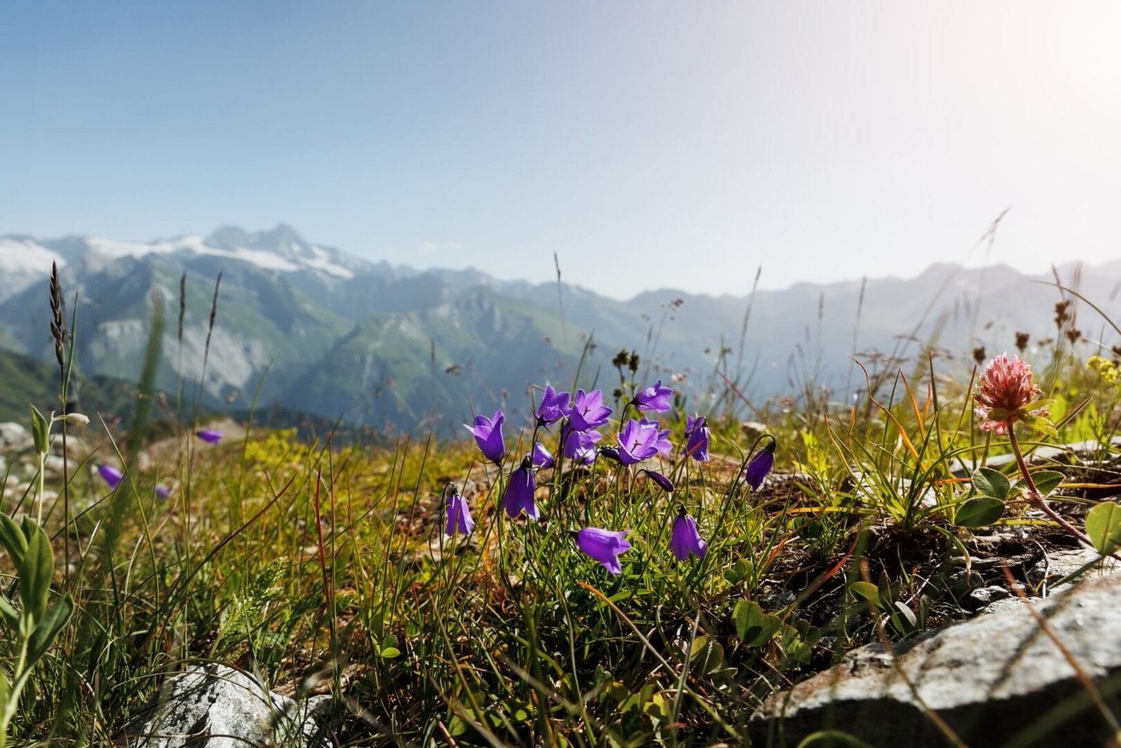 Scenic Idyllic view alpine wildflower blooming lilac bluebell flowers meadow field tirol mountain