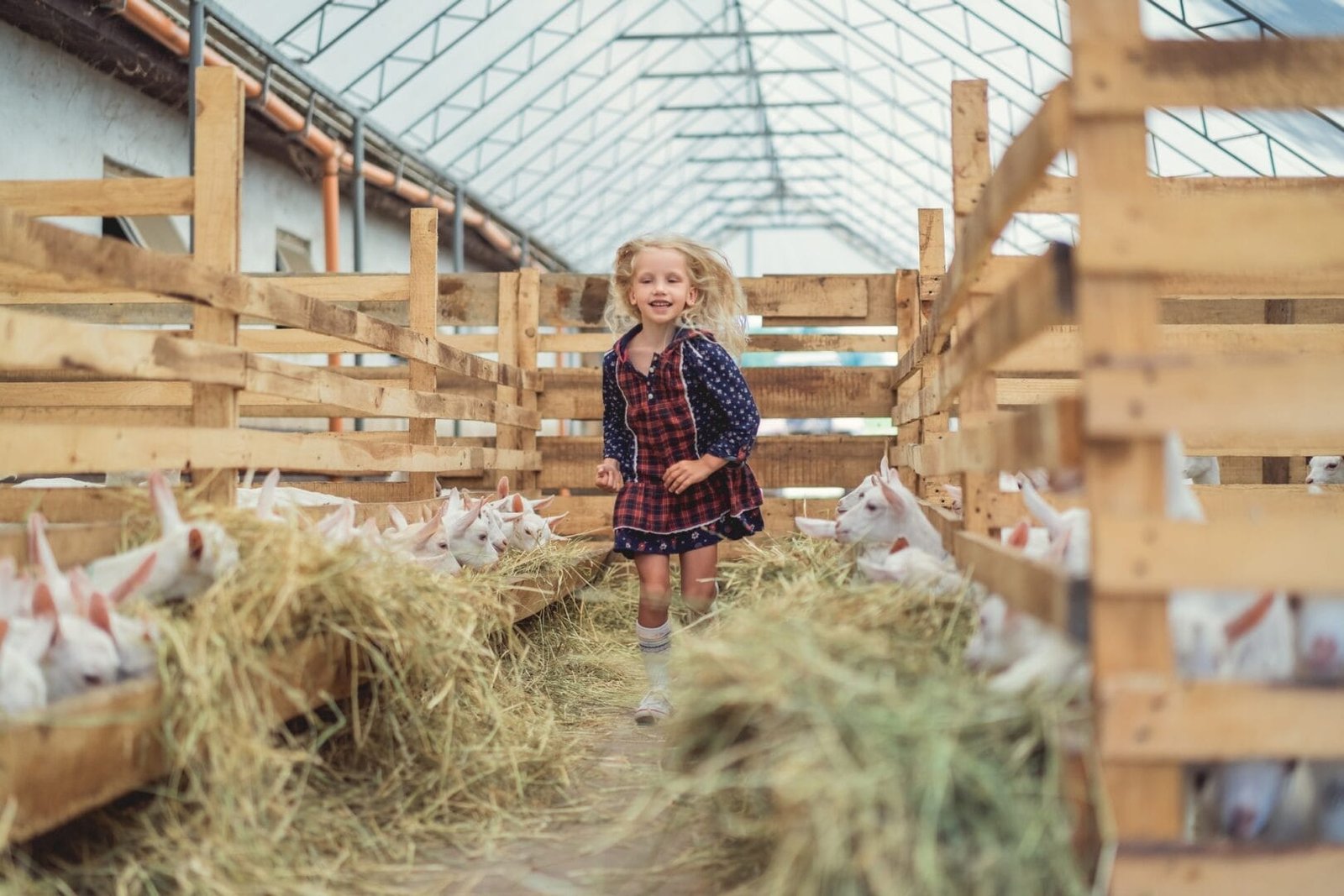adorable kid running at farm with goats