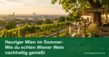 Heuriger Wien im Sommer: Wie du echten Wiener Wein nachhaltig genießt