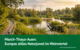 March-Thaya-Auen: Europas stilles Naturjuwel im Weinviertel