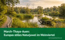 March-Thaya-Auen: Europas stilles Naturjuwel im Weinviertel