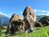 Richtiges Verhalten bei Wanderungen auf Almen mit Kühen