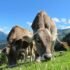 Pilgern ein nachhaltiges Reiseerlebnis in Vorarlberg