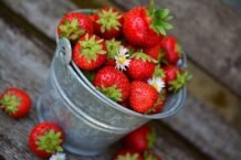 Erdbeeren aus der Region haben Saison 